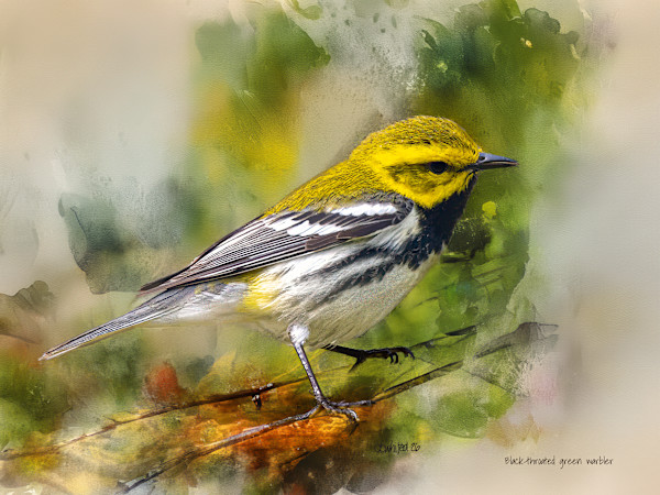 Black-throated Green Warbler by David Whited