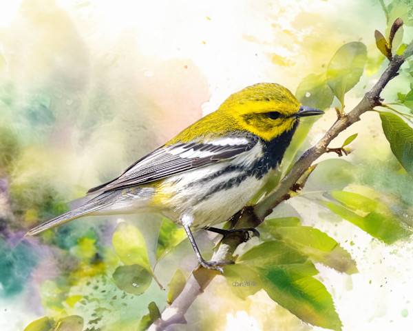 Black-throated Green Warbler by David Whited, Image 1.