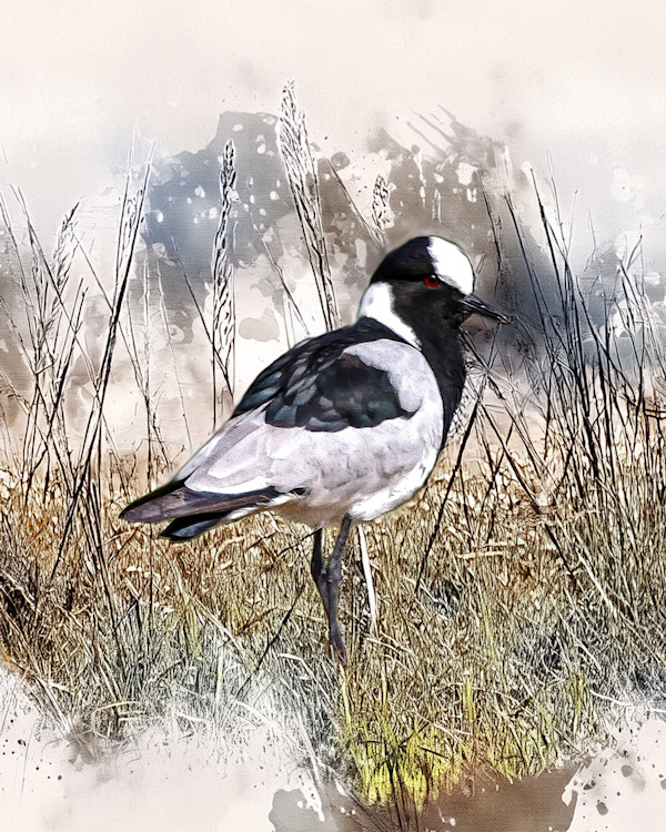 Blacksmith Lapwing, South Africa by David Whited