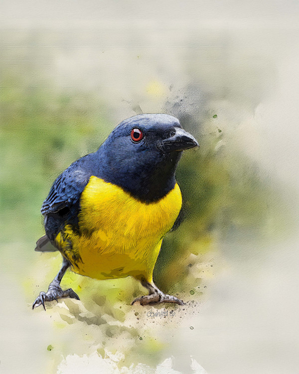 Blue-and-gold Tanager, Costa Rica by David Whited, Image 1.