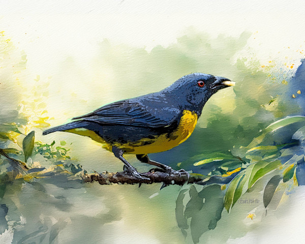 Blue-and-gold Tanager, Costa Rica by David Whited, Image 1.
