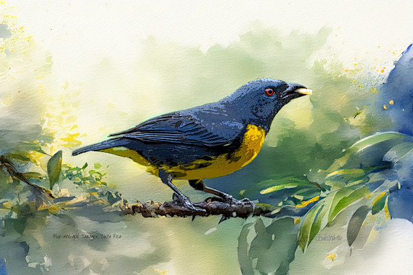 Blue-and-gold Tanager, Costa Rica by David Whited