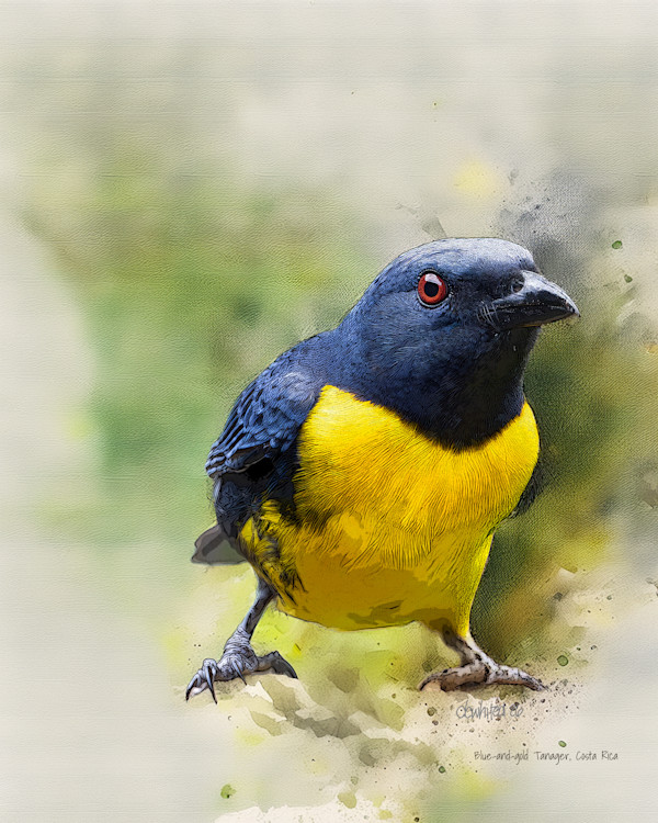 Blue-and-gold Tanager, Costa Rica by David Whited
