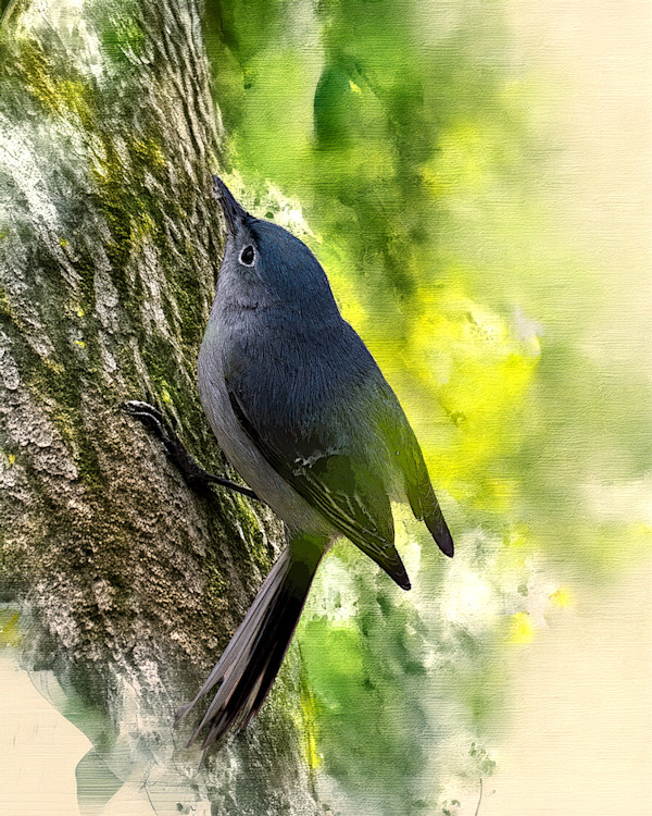 Blue-gray Knatcatcher by David Whited