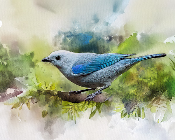 Blue-gray Tanager, Costa Rica by David Whited, Image 1.