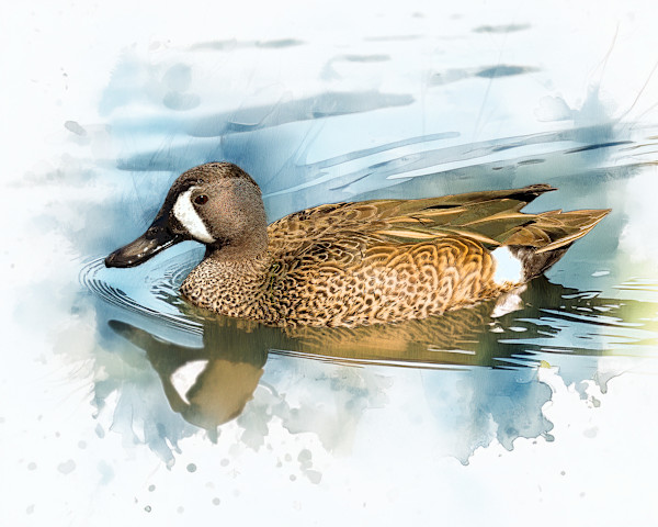 Blue-winged Teal by David Whited, Image 1.