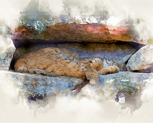 Bobcat in it's Den by David Whited