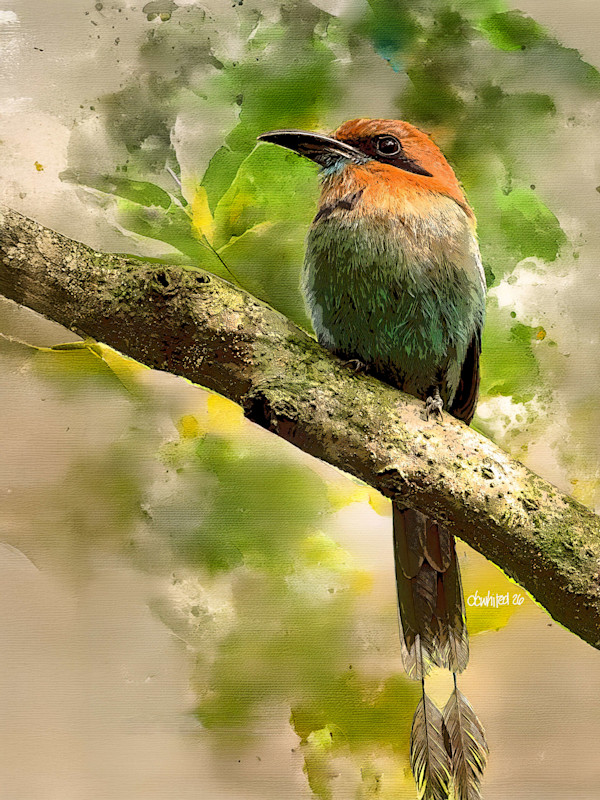 Broad-billed Motmot, Costa Rica by David Whited, Image 1.