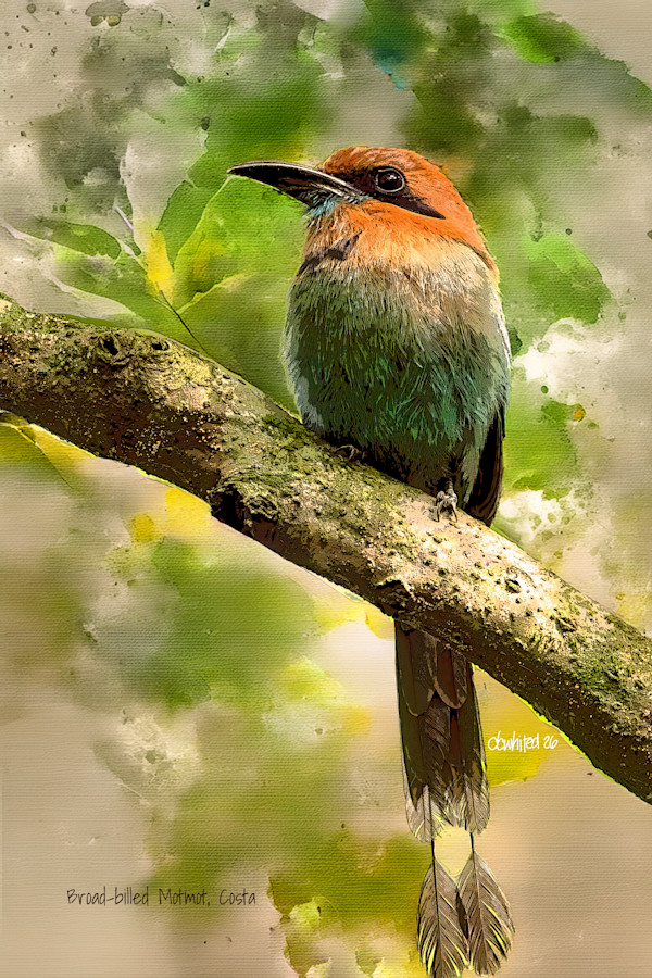 Broad-billed Motmot, Costa Rica by David Whited