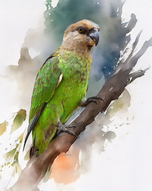 Brown-headed parrot, South Africa by David Whited, Image 1.