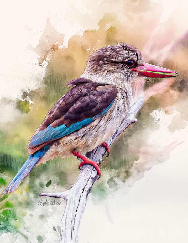Brown-hooded Kingfisher, South Africa by David Whited, Image 1.