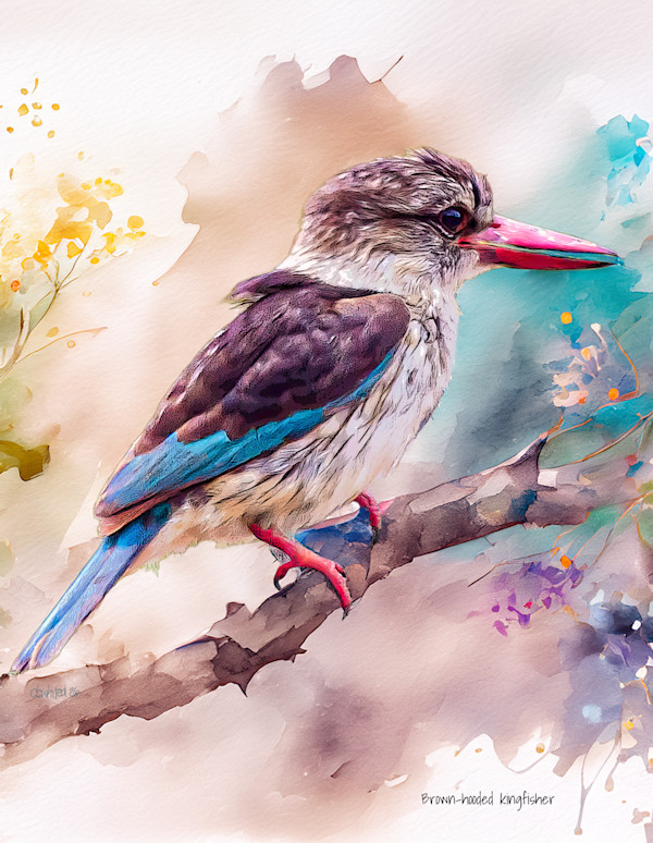 Brown-hooded kingfisher by David Whited