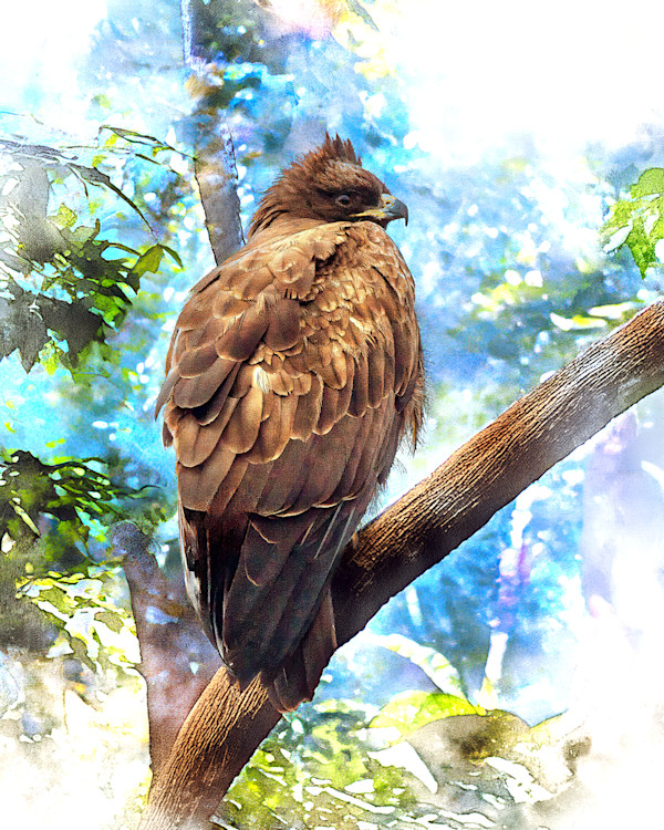 Brown Snake-Eagle, South Africa by David Whited