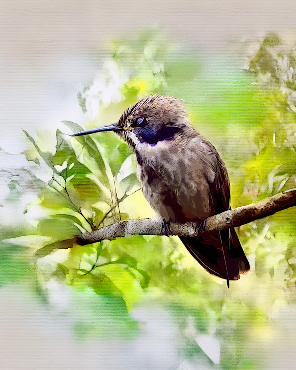 Brown Violetear, Costa Rica by David Whited, Image 1.