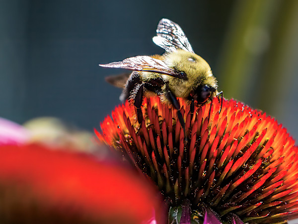 Bumblebee on a coneflower by David Whited