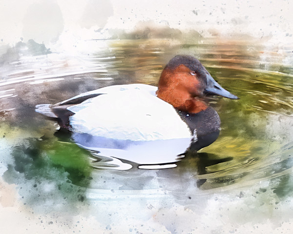 Canvasback Duck by David Whited, Image 1.