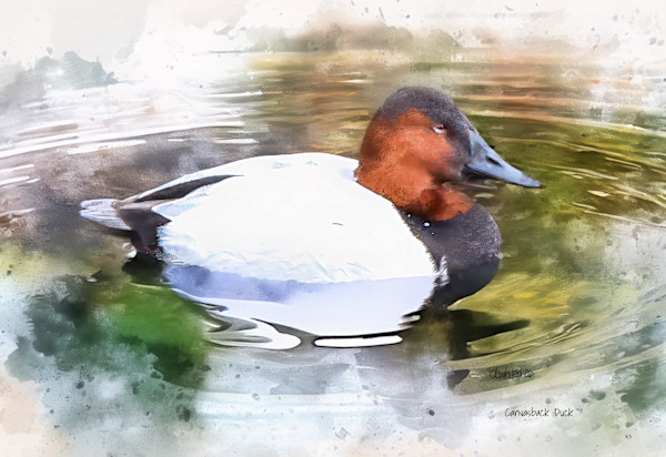 Canvasback Duck by David Whited