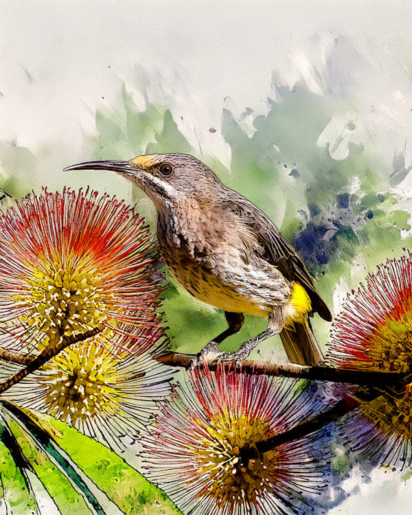 Cape Sugarbird, South Africa by David Whited