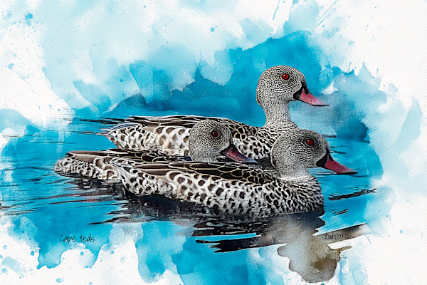 Cape Teal by David Whited