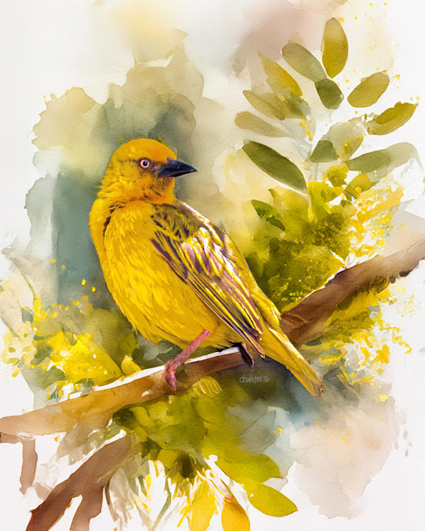 Cape Weaver, South Africa by David Whited, Image 1.