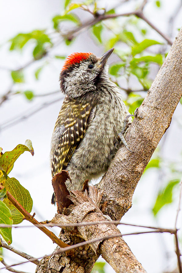 Cardinal Woodpecker, South Africa by David Whited, Image 1.