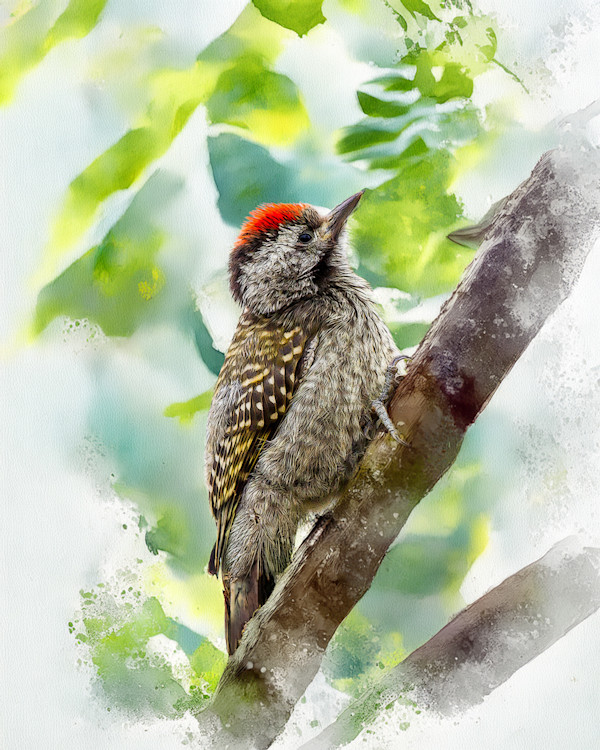 Cardinal Woodpecker, South Africa by David Whited