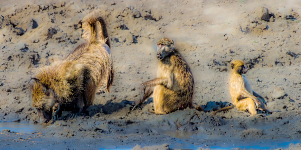 Baboon family at the watering hole, Kruger National Park, South Africa by David Whited