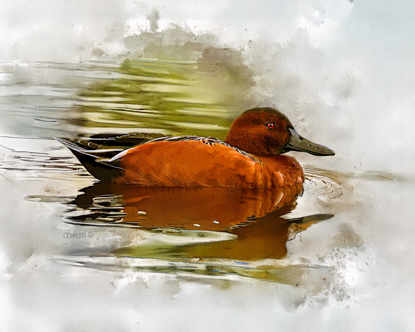 Cinnamon Teal by David Whited, Image 1.