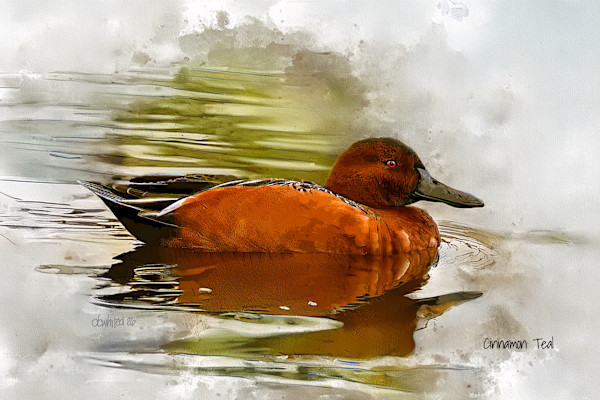 Cinnamon Teal by David Whited