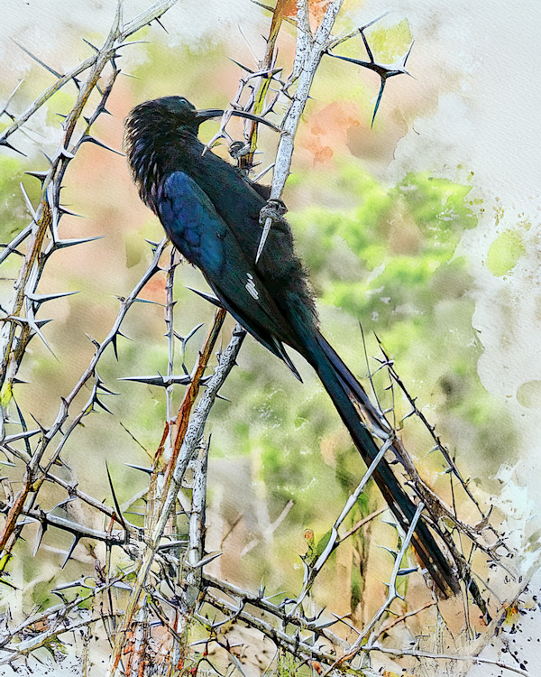Common Scimitarbill, South Africa by David Whited