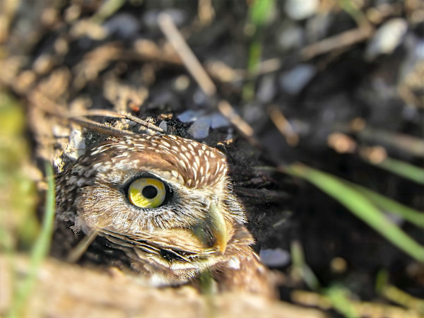 Burrowing owl in its burrow, Florida, USA by David Whited