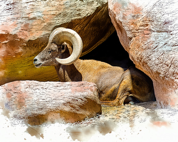 Desert Bighorn by David Whited
