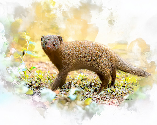 Dwarf Mongoose, South Africa by David Whited, Image 1.