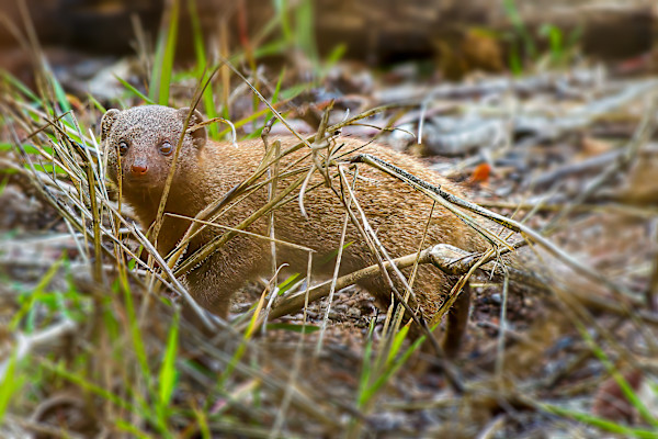 Dwarf mongoose, Kruger National Park, South Africa by David Whited