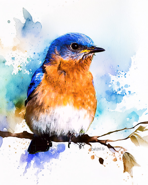 Eastern Bluebird by David Whited, Image 1.