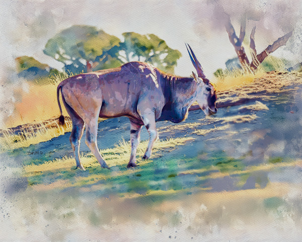 African Eland, South Africa by David Whited, Image 1.