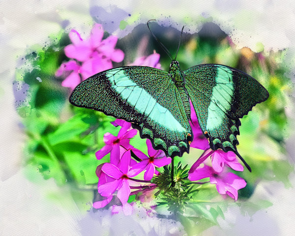 Emerald Swallowtail by David Whited