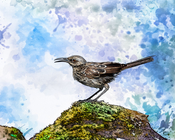 Española Mockingbird, Galapagos by David Whited, Image 1.