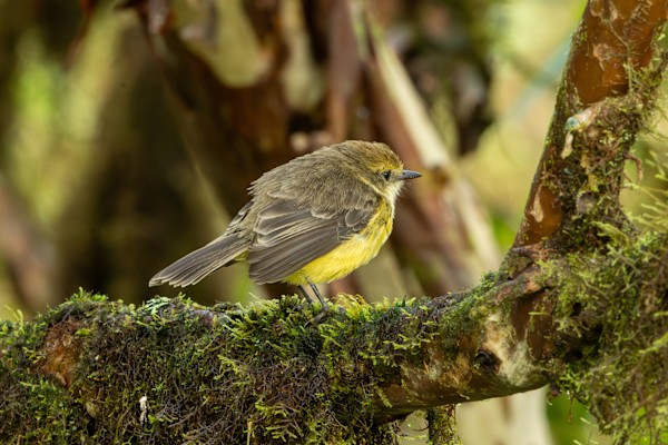 Galapagos Vermilion Flycatcher Female by David Whited