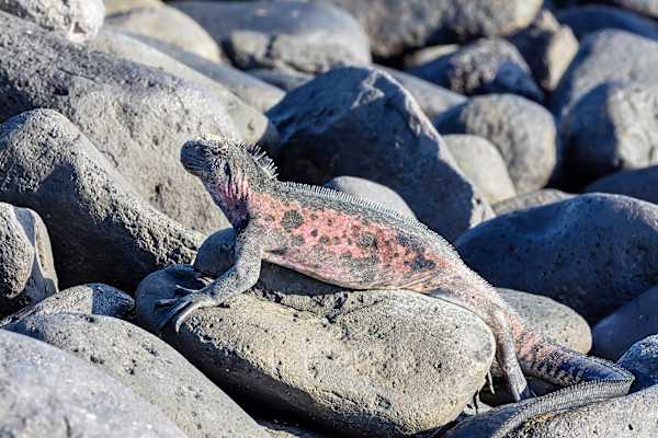 Galapagos Land Iguana by David Whited, Image 1.