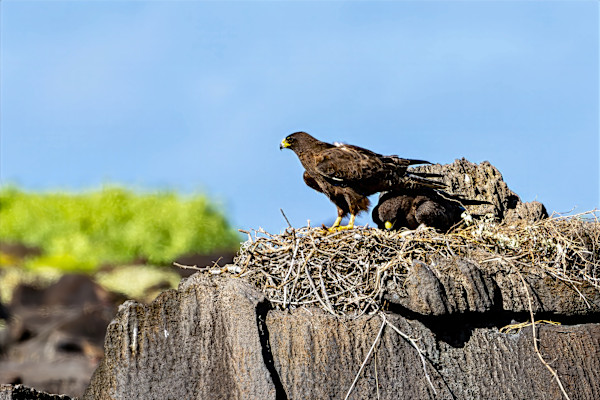 Galapagos Hawk by David Whited, Image 1.