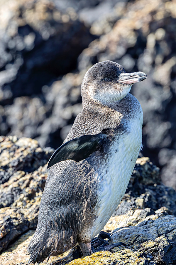 Galapagos Penguin by David Whited, Image 1.