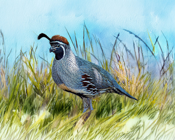 Gambel's Quail by David Whited
