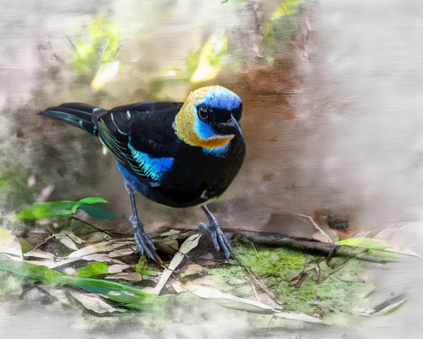 Golden-hooded Tanager, Ecuardor by David Whited