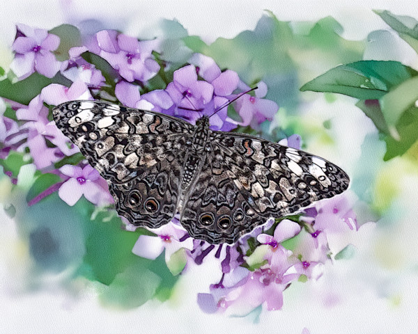 Gray Cracker Butterfly by David Whited, Image 1.
