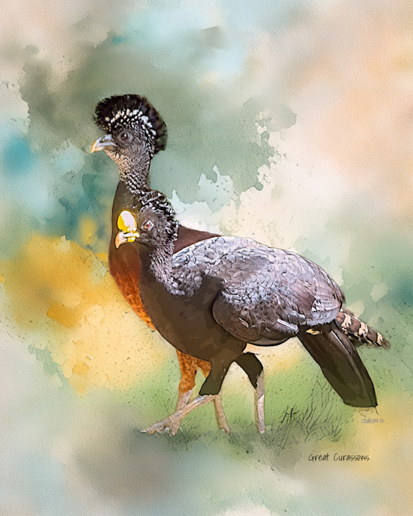 Great Curassows, Costa Rica by David Whited