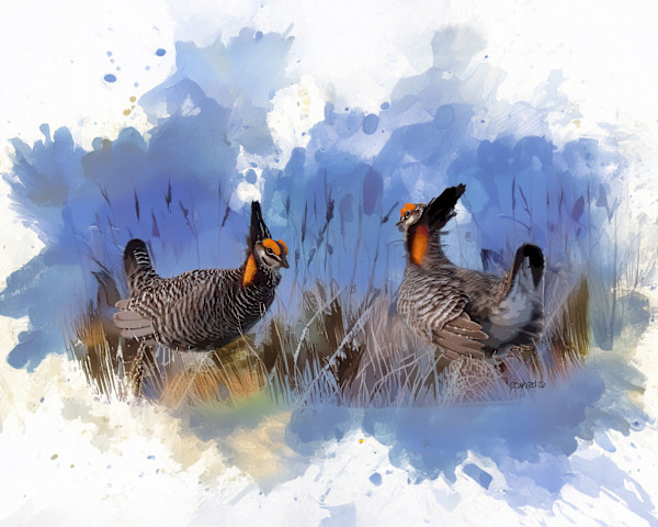 Greater Prairie Chickens by David Whited, Image 1.