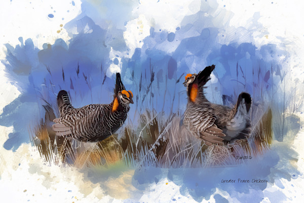 Greater Prairie Chickens by David Whited