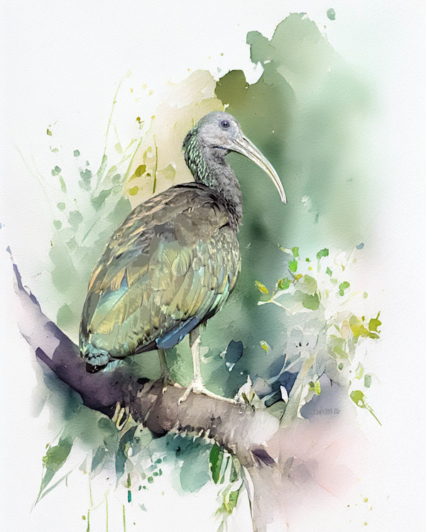 Green Ibis, Costa Rica by David Whited, Image 1.