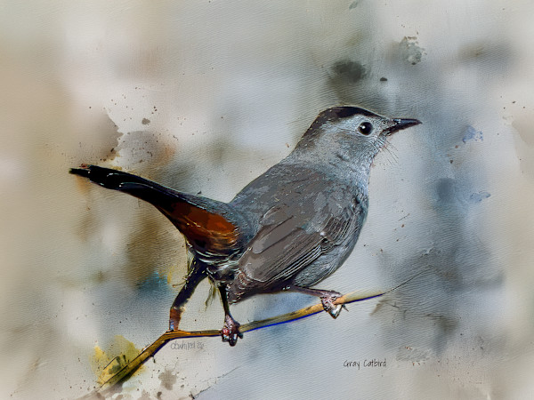 Green Catbird by David Whited